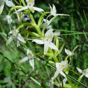 Photographie n°16692 du taxon Platanthera bifolia (L.) Rich. [1817]