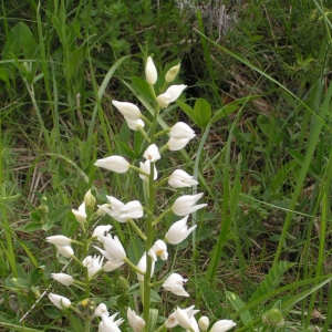 Photographie n°16695 du taxon Cephalanthera longifolia (L.) Fritsch [1888]