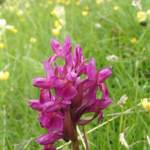 Photographie n°16698 du taxon Dactylorhiza latifolia (L.) Baumann & Künkele [1983]