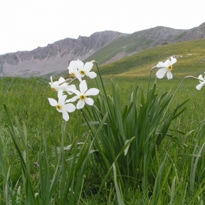 Photographie n°16703 du taxon Narcissus poeticus L. [1753]