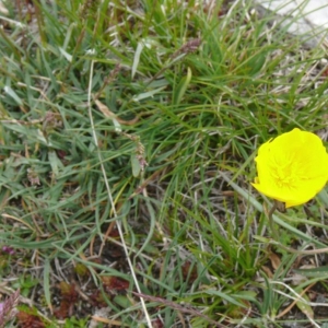 Photographie n°16710 du taxon Ranunculus gramineus L. [1753]