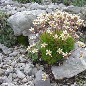 Photographie n°16711 du taxon Saxifraga bryoides L. [1753]