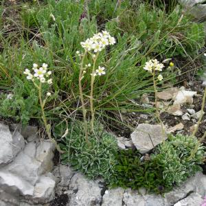 Photographie n°16712 du taxon Saxifraga paniculata Mill. [1768]