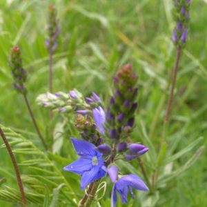 Photographie n°16716 du taxon Veronica teucrium L. [1762]