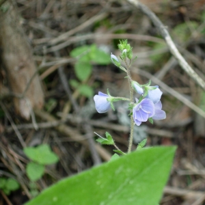 Photographie n°16717 du taxon Veronica urticifolia Jacq. [1773]