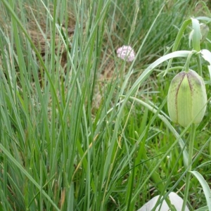 Photographie n°16724 du taxon Fritillaria involucrata All.