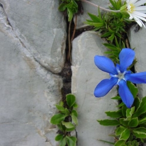 Photographie n°16725 du taxon Gentiana verna L. [1753]