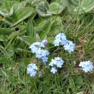 Photographie n°16728 du taxon Myosotis alpestris F.W.Schmidt [1794]