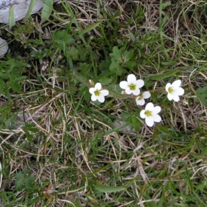 Photographie n°16736 du taxon Saxifraga granulata L. [1753]