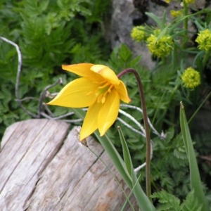 Photographie n°16738 du taxon Tulipa sylvestris subsp. australis (Link) Pamp. [1914]