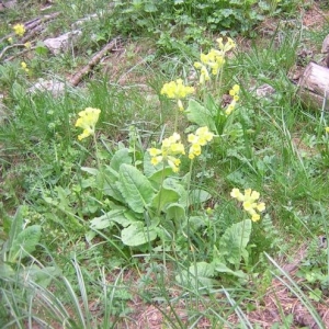 Photographie n°16739 du taxon Primula veris L. [1753]