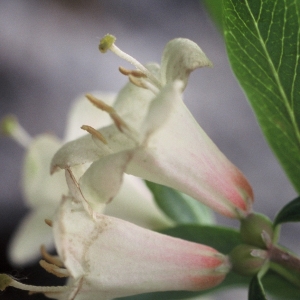 Photographie n°16747 du taxon Lonicera pyrenaica L. [1753]