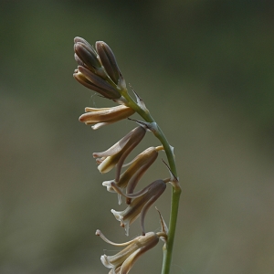 Photographie n°16748 du taxon Dipcadi serotinum (L.) Medik. [1790]