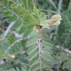 Photographie n°16767 du taxon Vicia hybrida L.