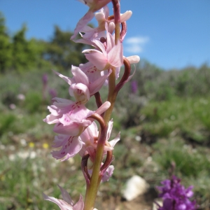 Photographie n°16770 du taxon Orchis olbiensis Reut. ex Gren.