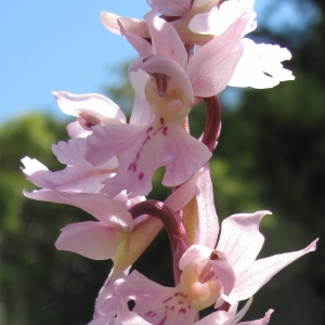 Photographie n°16771 du taxon Orchis olbiensis Reut. ex Gren.