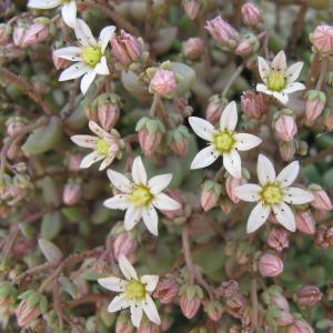 Photographie n°16772 du taxon Sedum dasyphyllum L.