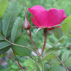 Photographie n°16776 du taxon Rosa pendulina L. [1753]