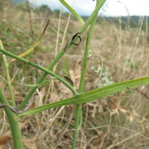 Photographie n°16782 du taxon Chondrilla juncea L. [1753]