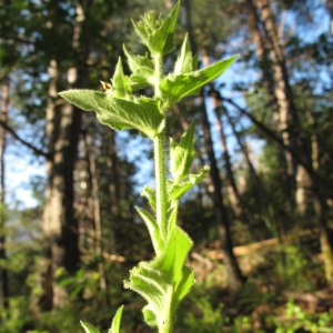 Photographie n°16784 du taxon Hieracium picroides Vill. [1812]