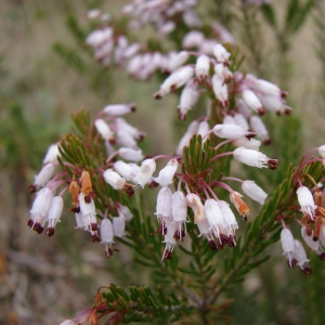 Photographie n°16788 du taxon Erica multiflora L. [1753]