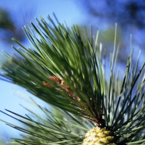 Pinus halepensis Mill. subsp. halepensis (Pin d'Alep)