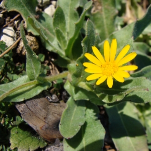 Photographie n°16815 du taxon Calendula arvensis L. [1763]