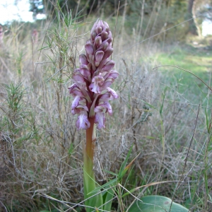 Photographie n°16821 du taxon Himantoglossum robertianum (Loisel.) P.Delforge [1999]