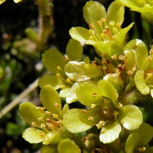 Photographie n°16825 du taxon Saxifraga aretioides Lapeyr.