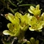  liliane Pessotto - Saxifraga aretioides Lapeyr.