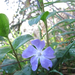 Photographie n°16924 du taxon Vinca major L. [1753]