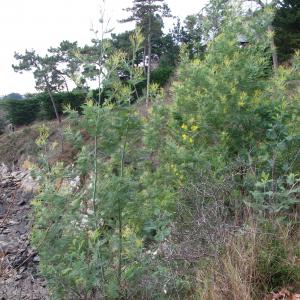 Photographie n°16928 du taxon Acacia decurrens var. dealbata (Link) Maiden