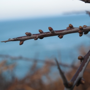 Photographie n°16934 du taxon Prunus spinosa L. [1753]