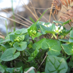 Photographie n°16946 du taxon Cochlearia danica L.