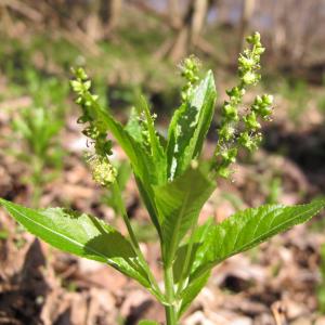 Photographie n°16997 du taxon Mercurialis perennis L. [1753]