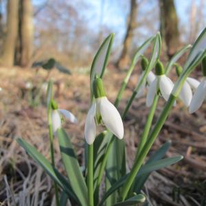 Photographie n°17003 du taxon Galanthus nivalis L. [1753]