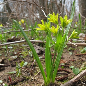 Photographie n°17025 du taxon Gagea lutea (L.) Ker Gawl. [1809]