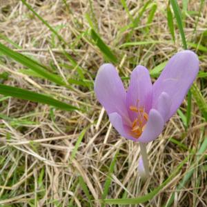 Photographie n°17028 du taxon Colchicum multiflorum Brot. [1804]