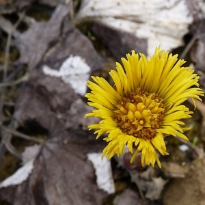 Photographie n°17077 du taxon Tussilago farfara L. [1753]