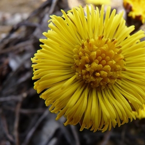 Photographie n°17079 du taxon Tussilago farfara L. [1753]