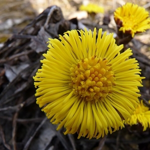 Photographie n°17080 du taxon Tussilago farfara L. [1753]