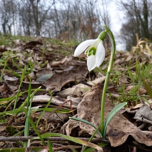 Photographie n°17087 du taxon Galanthus nivalis L. [1753]