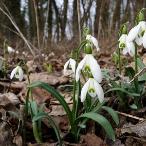 Photographie n°17088 du taxon Galanthus nivalis L. [1753]