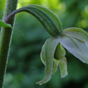 Photographie n°17094 du taxon Epipactis helleborine (L.) Crantz [1769]