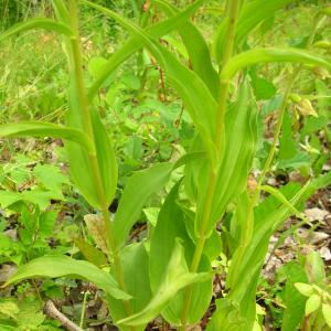 Photographie n°17100 du taxon Epipactis helleborine (L.) Crantz [1769]