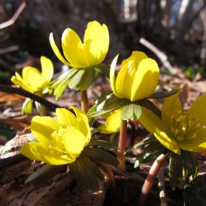 Photographie n°17116 du taxon Eranthis hyemalis (L.) Salisb. [1807]