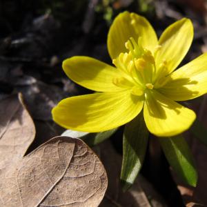 Photographie n°17117 du taxon Eranthis hyemalis (L.) Salisb. [1807]