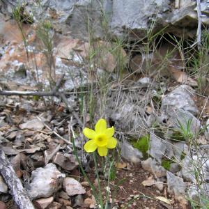 Photographie n°17131 du taxon Narcissus assoanus Dufour [1830]