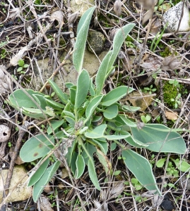 Bertrand BUI, le 11 novembre 2010 (Septèmes-les-Vallons (La Haute Bédoule))