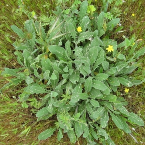 Photographie n°17225 du taxon Centaurea aspera L. [1753]